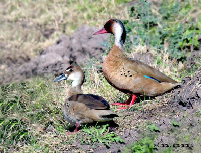 PATO BRASILERO (Amazonetta brasiliensis) - Bañadito en Rincon de Melilla-MONTEVIDEO (Octubre 2011)